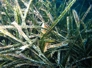 Quale posidonia?